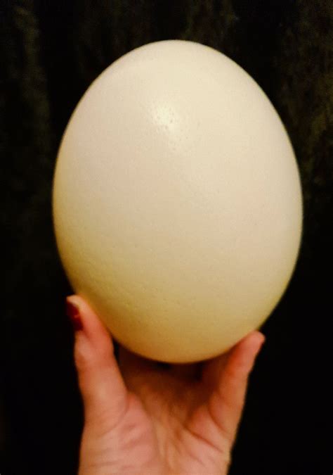 Contact information for livechaty.eu - Jun 9, 2022 · The equivalent of two dozen chicken eggs, one ostrich egg can easily feed a crowd. Richer in magnesium and iron than chicken eggs, a typical three-pound (1,400-gram) ostrich egg contains about 2,000 calories, 1,736 percent of the adult daily allowance of cholesterol, 100 grams of fat, and 235 grams of protein — more than a 34-ounce beef steak. 